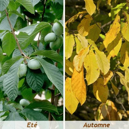 Des images de diff�rentes plantes